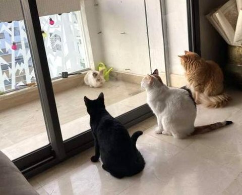 Положение о ВККР с 1 января станет положением о ВКД - принято постановление