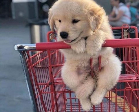 Безвозмездная передача физлицам чужих подарочных сертификатов облагается НДС