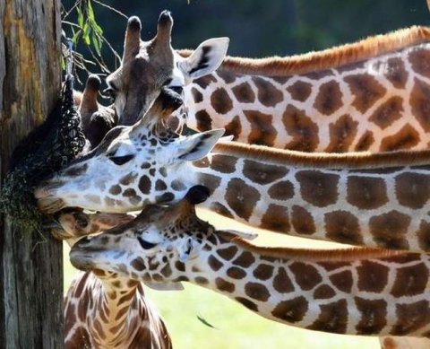 Госдума приняла в третьем чтении закон о едином налоговом счете для бизнеса