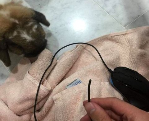 IT-организация применяет льготу по налогу на прибыль не ранее получения аккредитации