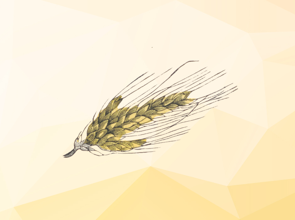 В России установят квоту на экспорт зерна