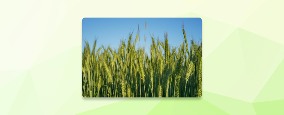 Россия снижает экспорт зерна!