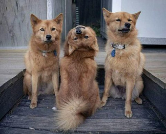 Во вторник - целых три онлайн-мероприятия для аудиторов. Новое - о ВККР