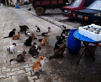 Куда пойти сегодня, завтра и 30 ноября: аудиторам приготовили массу вебинаров