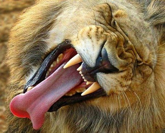 СРО подготовила новый проект Дисциплинарного кодекса для аудиторов