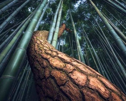 Обновленная форма 4-ФСС применяется, начиная с отчетности за полугодие-2022