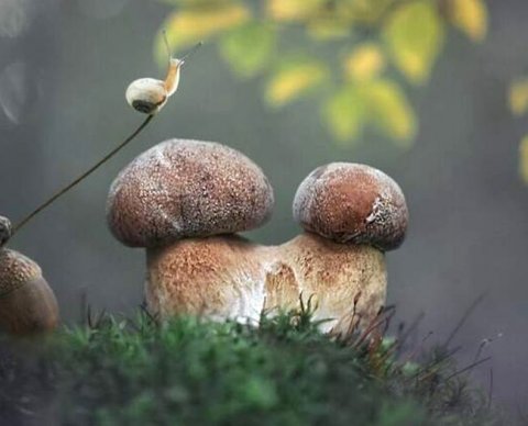 Кабмин сегодня принимает решения насчет объединения ПФ и ФСС