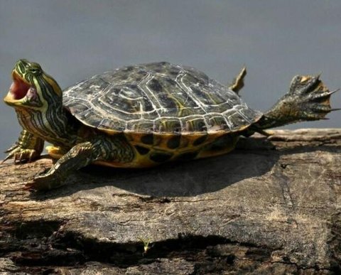 АУСН принята в виде закона: никаких новых поправок больше не было
