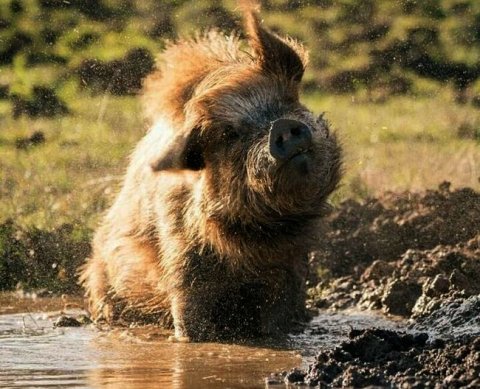 Антиотмывочные проверки, в том числе - аудиторов: вышло новое постановление