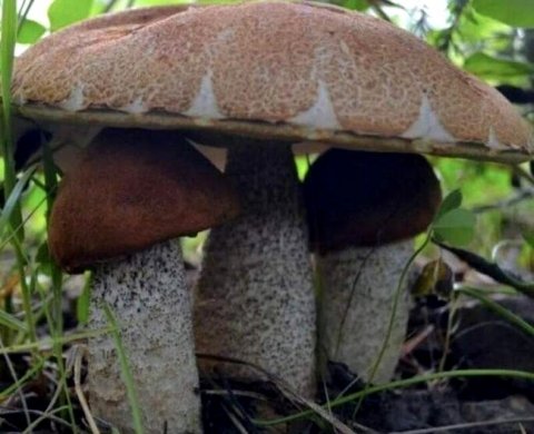 Подписан закон об изменениях в части единых налоговых платежей