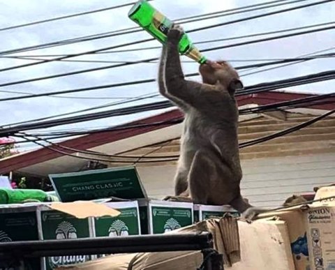 Продление алкогольных лицензий в 2022 году: при каких условиях можно вернуть госпошлину