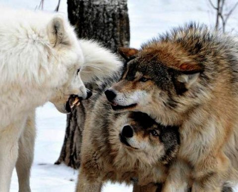 Письма, публикуемые на сайте ФНС, стали обязательными для налоговиков