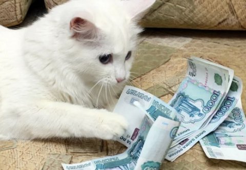 Минцифры попросило губернаторов снизить налоги для малого IT-бизнеса