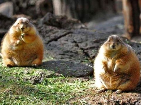 ФНС разрешила компаниям "дробиться", выделяя ИТ-подразделения в юрлицо