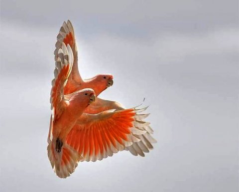 Уведомить об освобождении от НДС можно будет в электронном виде - появился формат