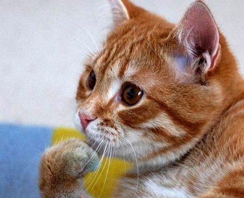 К 13 февраля аудиторские фирмы обязаны обновить свои правила внутреннего контроля