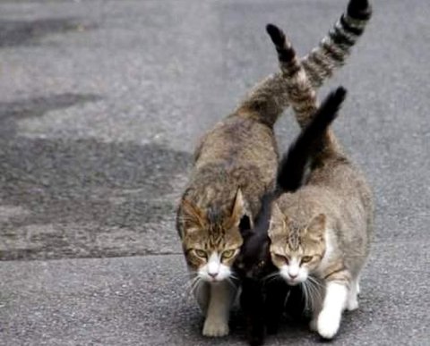 Купили фирму у "мамы" за ее же деньги, а затем ликвидировали - расходы не учесть