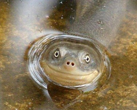 Пенсфонд должен будет хранить полученные сведения о доходах граждан как налоговую тайну