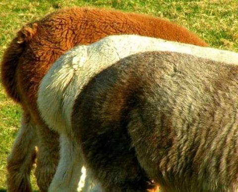 Новый вариант единого налогового платежа для бизнеса приняли в первом чтении