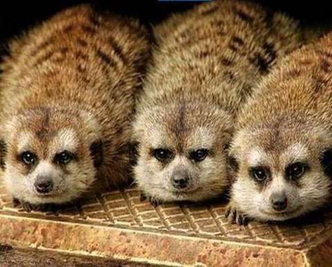 Долю участия в международной компании не учесть в составе валютных ценностей