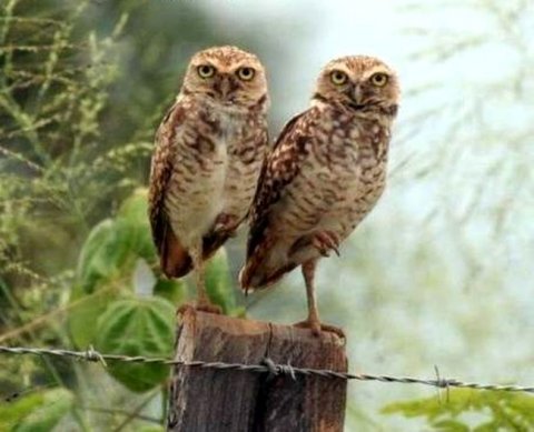 В Госдуму внесен пакет законопроектов об объединении ПФ и ФСС