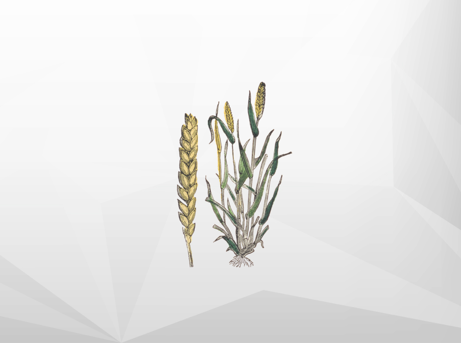 Китай импортировал рекордные 9,8 млн тонн пшеницы в 2021 году