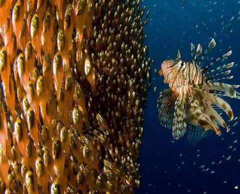 Обновлен порядок ведения СРО реестра аудиторов и аудиторских организаций