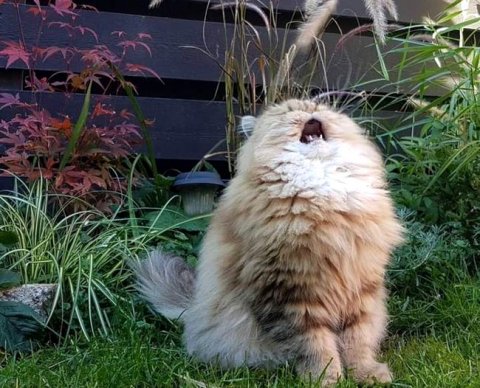 Держатель реестра акционеров "тормозит" - отсутствие АО в реестре МСП законно