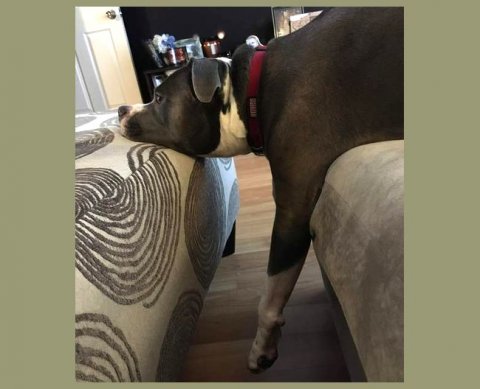 Завтра - 13-го - пройдет вебинар, посвященный дистанционным процедурам в аудите