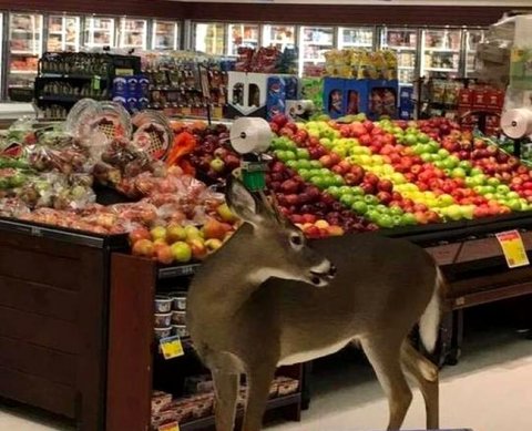 ФНС обновила формы заявлений о регистрации ККТ