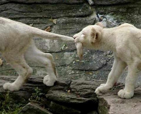 ФНС составила электронный формат для отзыва доверенности