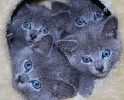 Госдума приняла закон о введении единого налогового платежа для бизнеса