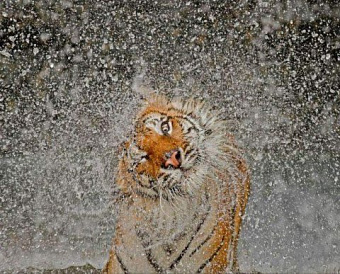 Затраты на приобретение, создание, улучшение НМА отнесены в ФСБУ к капвложениям