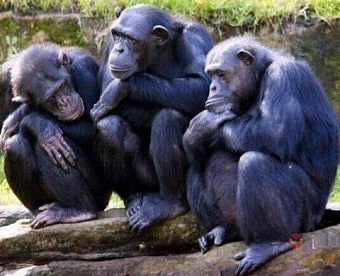 Какие решения организации следует заверять у нотариуса, пишет «Налоговая политика и практика»