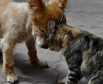 Доверенность при направлении по ТКС в налоговую подписывается УКЭП доверителя