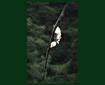 ИП на ПСН не обязан вести учет расходов, но должен хранить документы на них