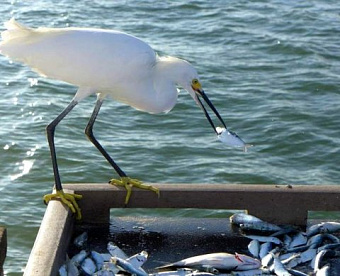 Капитал добровольно уменьшили, но не ниже чистых активов - доход теперь не учитывается