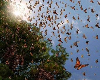 90 тысяч юрлиц с недостоверными сведениями исключены из ЕГРЮЛ с начала года