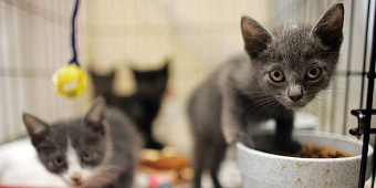 Производителя кормов для животных Ziwi купит FountainVest за $1,06 млрд