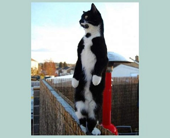 К каким аудиторским фирмам будет приходить с проверками казначейство