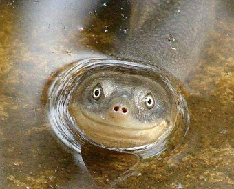 Пенсфонд должен будет хранить полученные сведения о доходах граждан как налоговую тайну