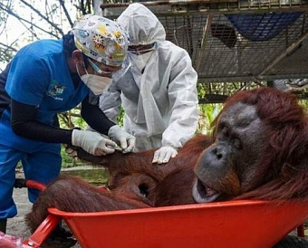 Работодатель оплатил прививку от коронавируса - НДФЛ не удерживается