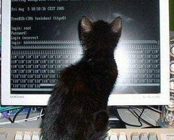 Налоговая приостановила выездные проверки IT-компаний до 2025 года