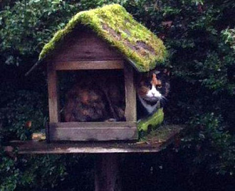 Из-за режима самоизоляции гражданин не пришел на допрос в налоговую: будет ли штраф?