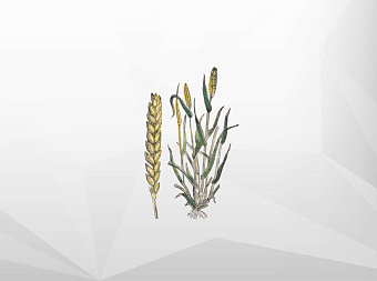 Китай импортировал рекордные 9,8 млн тонн пшеницы в 2021 году