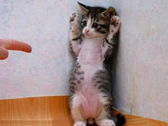 Наследников "большой четверки" аудиторов в РФ проверят на независимость