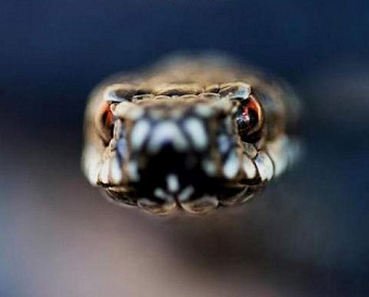 ФНС призвала налоговиков требовать документы так, чтобы затем исключить споры