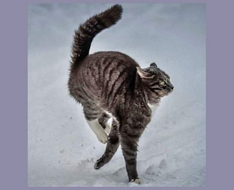 Если хотели оштрафовать за нерепатриацию при несырьевом экспорте - будут отменять