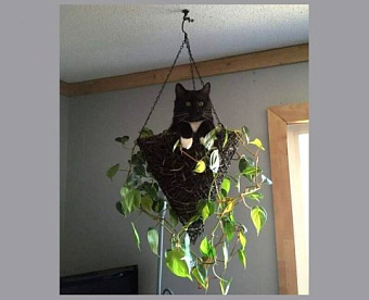 Суды пресекли истребование налоговиками документов для предпроверочного анализа