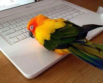 Путин не стал освобождать от НДФЛ доходы сотрудников  IT-компаний